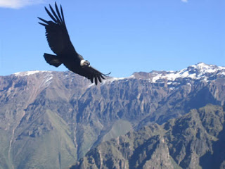 condor
